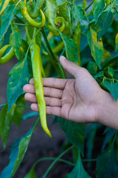istock green chili pepper agriculture field 1306245239