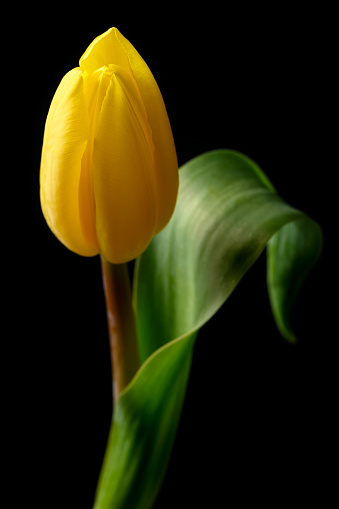 lovely yellow tulip close-up on black background