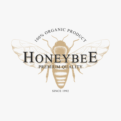 Vector vintage logo with hand drawn sketch honey bee isolated on white background. Natural organic design concept for emblem, packaging, label, bee farm branding