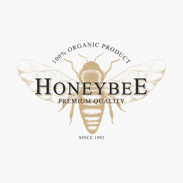 Vector vintage logo with hand drawn sketch honey bee isolated on white background. Natural organic design concept for emblem, packaging, label, bee farm branding Vector vintage logo with hand drawn sketch honey bee isolated on white background. Natural organic design concept for emblem, packaging, label, bee farm branding honey bee stock illustrations