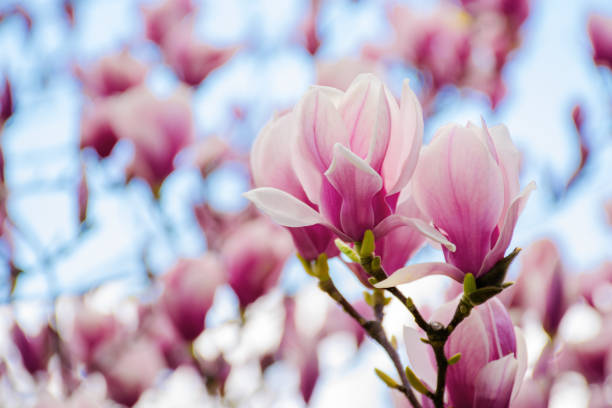 istock pink magnolia blossom in springtime 1306248355