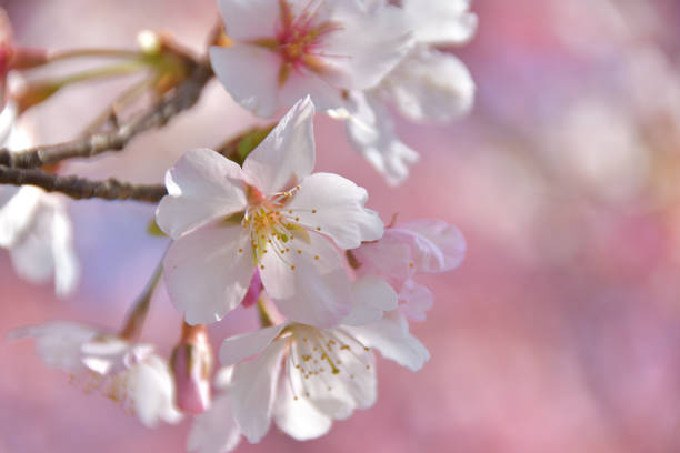 istock Kawazu cherry blossom close-up 1306249041