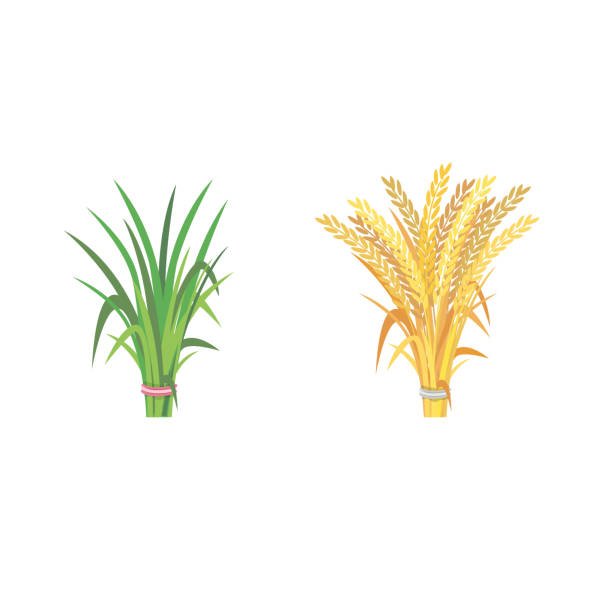 illustrations, cliparts, dessins animés et icônes de riz gerbe - wheat cereal plant oat crop