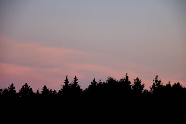 istock Pink sunset sky over tree silhouettes, background 1306251912