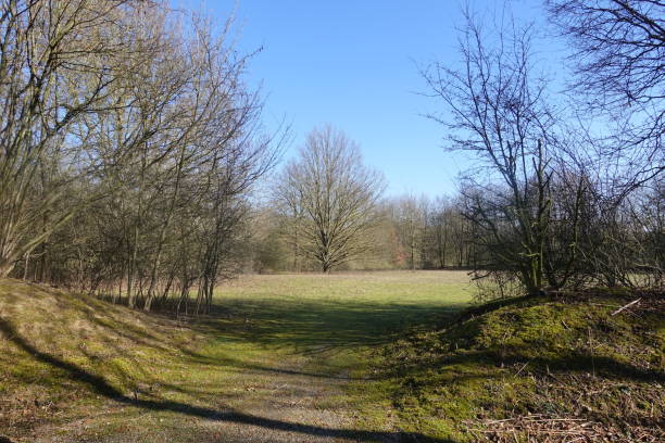 baumgesäumtes feld wolkenloser himmelshintergrund bewaldeter park éle-de-france - île de stock-fotos und bilder