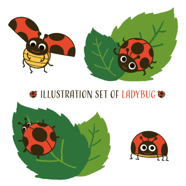 Illustration set of Ladybug. Vector illustration on white background. japanese ladybug stock illustrations