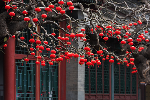 The trees in the Summer Palace Park in Beijing, China are full of lanterns, very beautiful