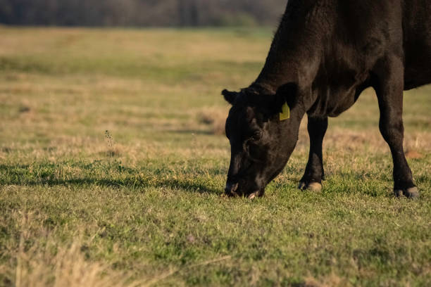 istock Angus cow grazing with negative space 1306253717