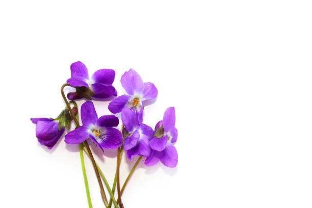 Close up of African Violet flowers