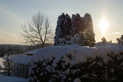 House and garden trees covered in snow on a cold and sunny winters day