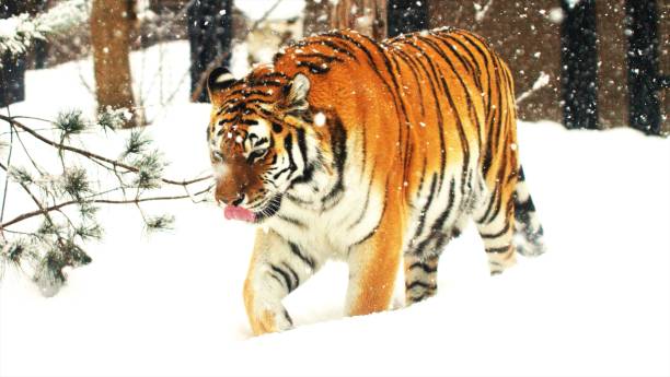 istock Amur tiger for a walk in the snow 1306253910
