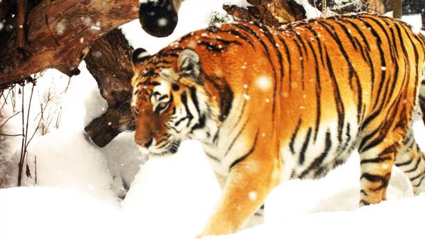 istock Amur tiger for a walk in the snow 1306253918