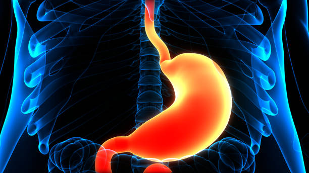 istock Human Digestive System Stomach Anatomy 1306255664
