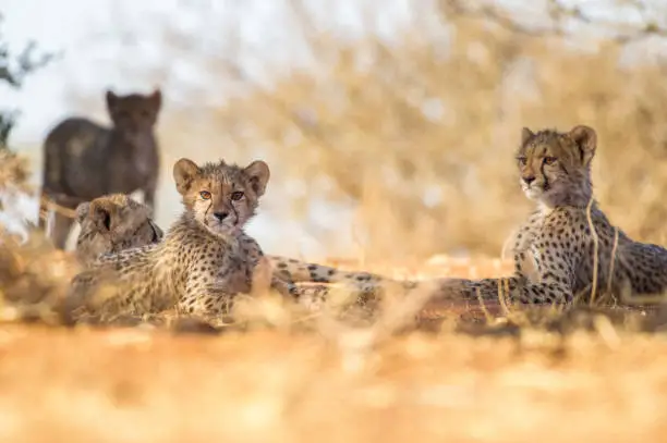 Photo of Cheetah cubs