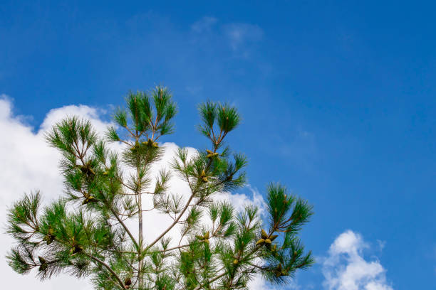 The top of the Crimean pine against the cloud sky. Sunny summer day. Front view. Sunny summer day. Front view. vorontsov palace stock pictures, royalty-free photos & images