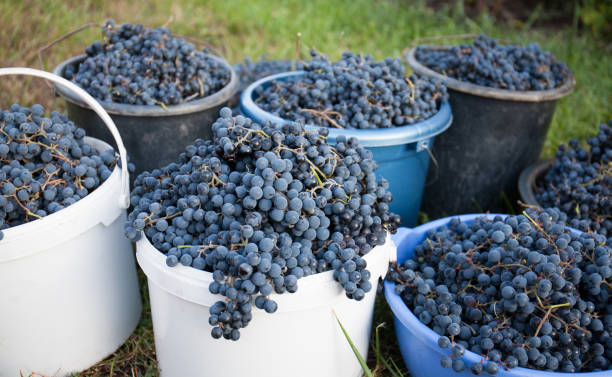 istock Wine production. Collection and preparation of grapes for processing. 1306256691