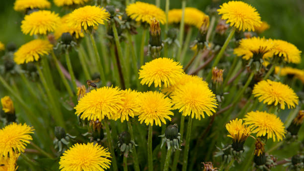 istock Yellow dandelion flowers. Blooming dandelion in a spring meadow 1306256693