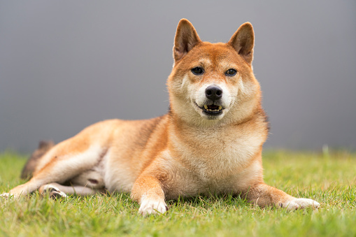 A Shiba Inu in the backyard with a gray fence. Japanese dog.