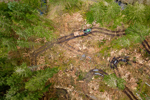 The aerial view from a drone of collecting newly felled trees in a pine forest the location is Dumfries and Galloway south west Scotland