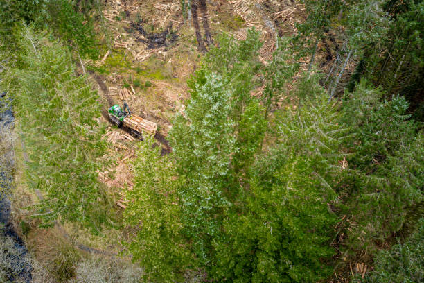istock High angle view of work in a Scottish forest 1306257488