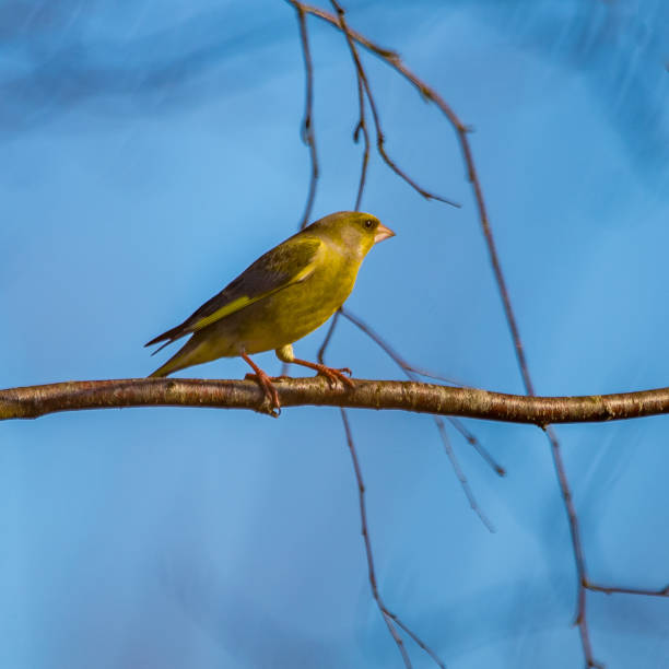 istock A beautiful small singing bird sitting on the branch. Springtime scenery with a bird during the nesting season. 1306259303