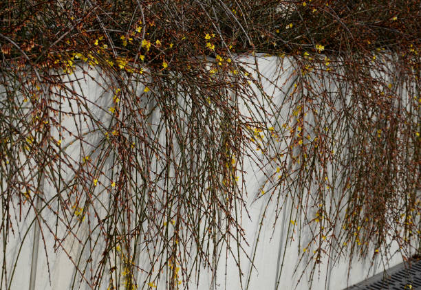 istock the broom-growing shrub cannot do without support. If it is not tied to a support, it grows recumbently. It blooms before foliage with yellow flowers. Flowering time is approximately from December 1306260831