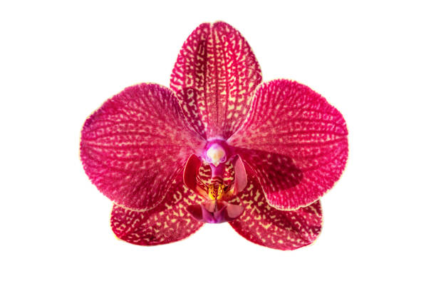 Red orchid with bright stripes isolated on white background.