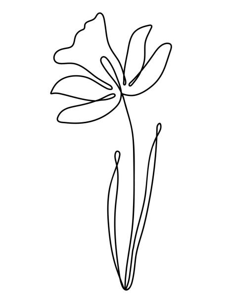 illustrations, cliparts, dessins animés et icônes de jonquille continue de contour d’art de ligne, fleur, vecteur - daffodil