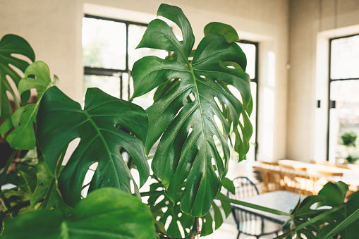 Close up of leaves of monstera plant. Room interior decoration.