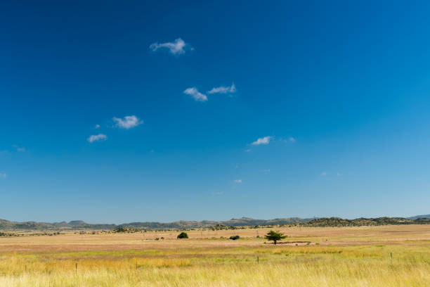 the lentil on field in summer time.