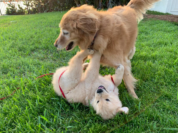 Golden Retriever half-sisters playing with a stuffed lamb toy.