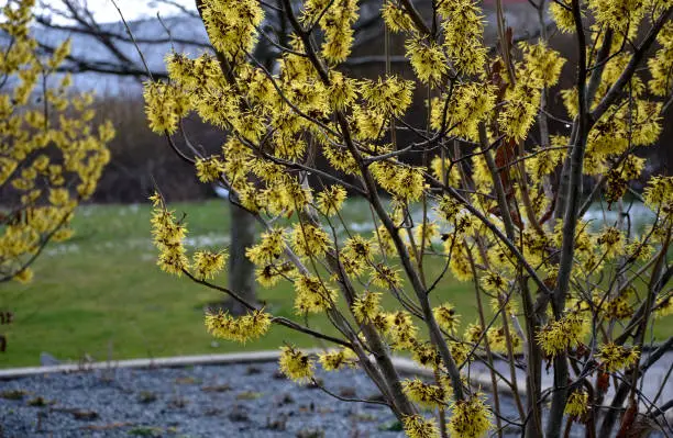 background, beautiful, bloom, blossom, branched, brick, bright, bush, close up, color, deep, dry, february, flower, flowerbed, garden, gravel, gray, green, hamamelis, hazel, intermedia, japonica, landscape, mollis, mulch, natural, one, outdoor, park, perennials, petals, pot, rows, season, shades, shape, shrub, smells, solitary, spring, sun rays, tree, twig, virginiana, wall, whole, winter, witch hazel, yellow