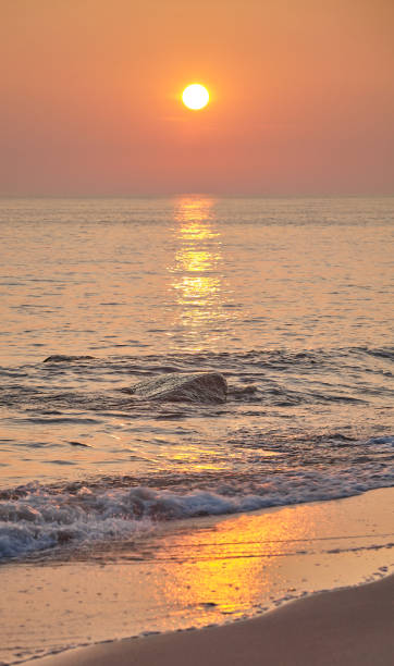 istock Golden sunset over sea, selective focus on rock. 1306264457