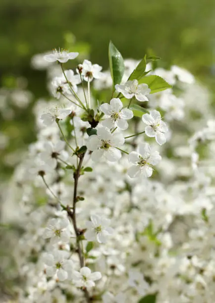 blooming on the branches of a cherry tree