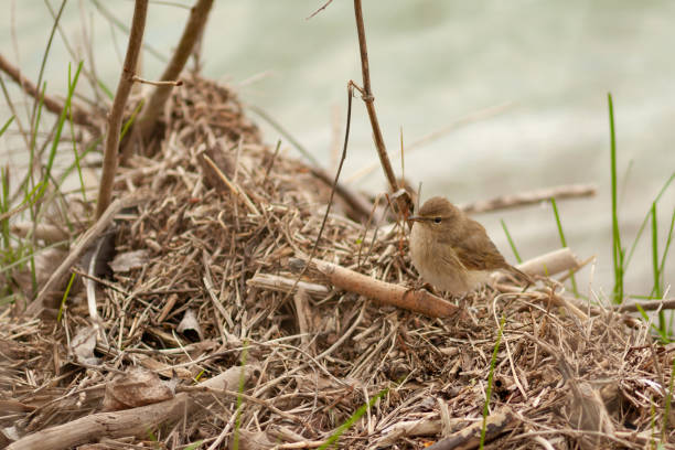 Common Chiffchaff Phylloscopus collybita resting on a branch in its habitat.