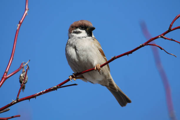 istock Eurasian tree sparrow (Passer montanus) sitting on dog-rose branch against blue sky 1306267268
