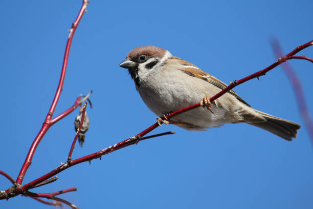 istock Eurasian tree sparrow (Passer montanus) sitting on dog-rose branch against blue sky 1306267271