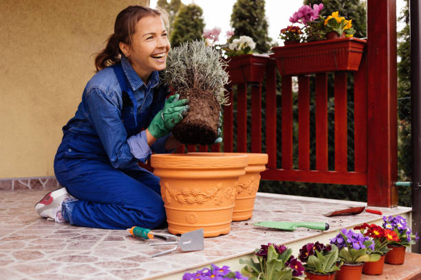 istock Young woman planting lavender at her yard. 1306268297