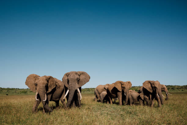 Herd of Elephants