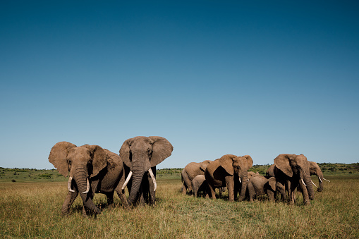 Herd of elephant wider-angle shot.