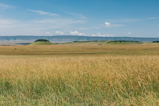 Expansive grassland in Africa.