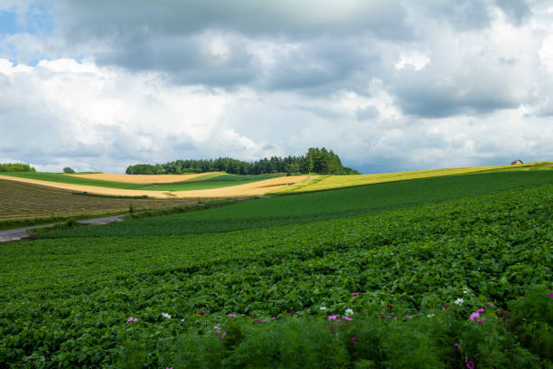 Green Patchwork of Farms in Biei, Asahikawa, Hokkaido, Japan. Patchwork road in Biei town, Hokkaido, Japan. kamikawa district ishikari stock pictures, royalty-free photos & images