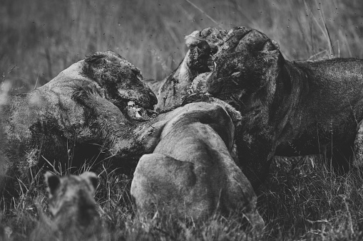Lions fighting over a carcass. Shot in black and white.