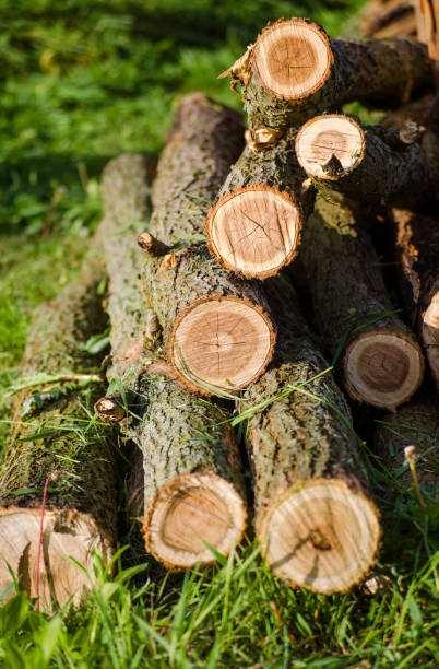 istock wooden logs, cut trees 1306269955