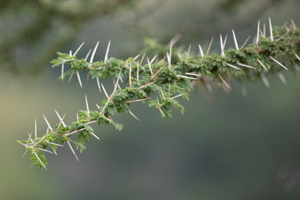 close up of spines from a acacia tree from masai mara the acacia tree is food for the giraffe