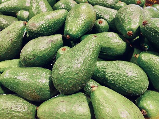 istock A Group of Australian Shepard Avocados 1306272423
