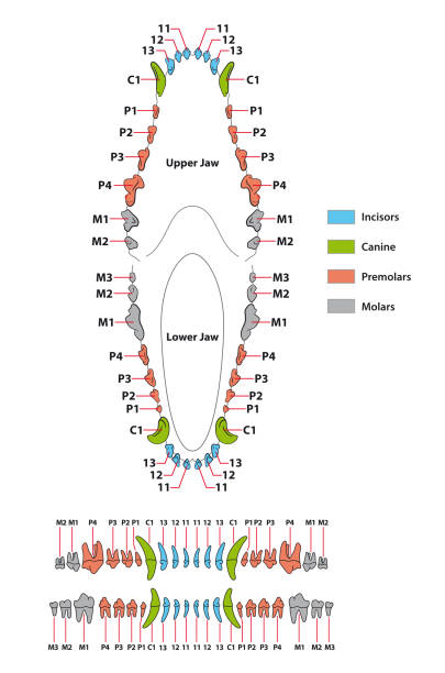ilustrações de stock, clip art, desenhos animados e ícones de construction of a dog tooth dental formula - canino dente