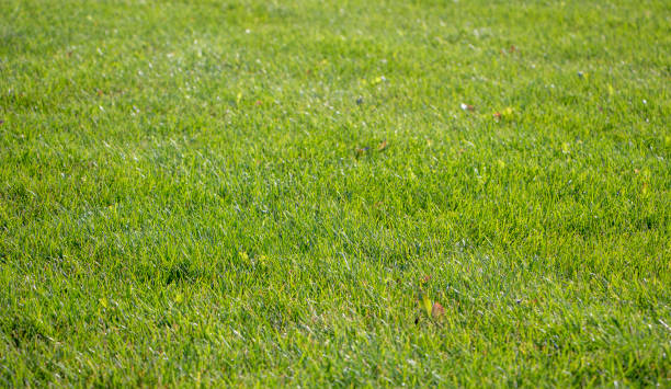 istock Green lawn background. Nature background. Green grass texture. Spring fresh lawn carpet. 1306273516