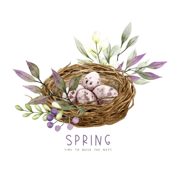 illustrazioni stock, clip art, cartoni animati e icone di tendenza di nido di berd con uova, fiori e verde - easter nest