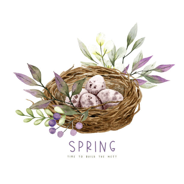 Berd nest with eggs, flowers and greenery Berd nest with eggs, flowers and greenery, easter decor, spring vector watercolor illustration birds nest with eggs stock illustrations